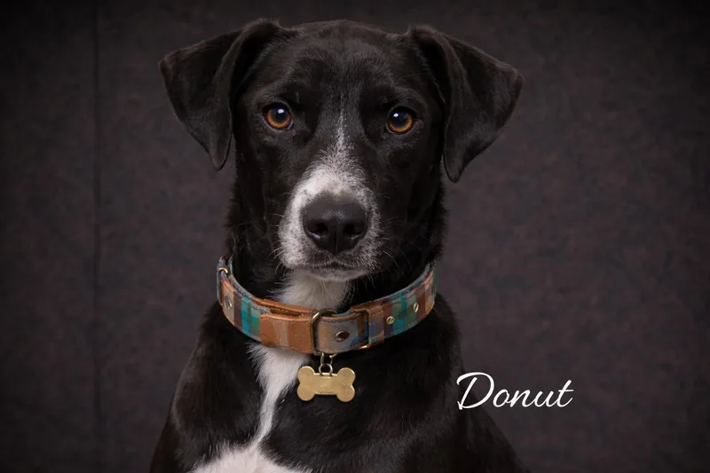 A young medium-sized male Black Labrador Retriever dog named Donut for adoption in Livingston, TX