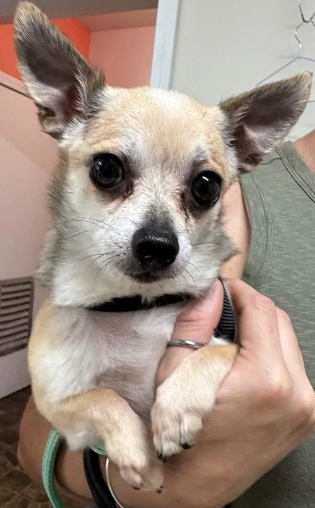 An adult small-sized male Chihuahua dog named Meeko for adoption in St. Albans, VT