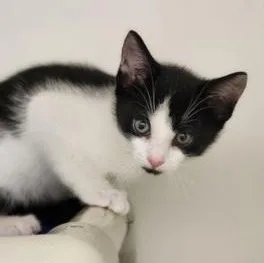 A baby medium-sized male Black Domestic Short Hair cat named Goldman for adoption in Cooperstown, NY