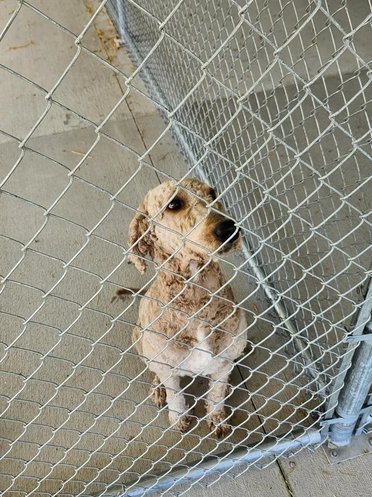 A young large-sized female Poodle dog named Stray Poodle Mix for adoption in Greencastle, IN