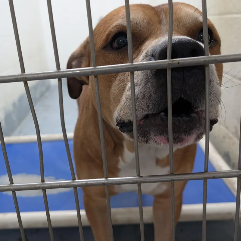 An adult large-sized male Yellow / Tan / Blond / Fawn Pit Bull Terrier dog named Looking For Owner for adoption in Ravenna, OH