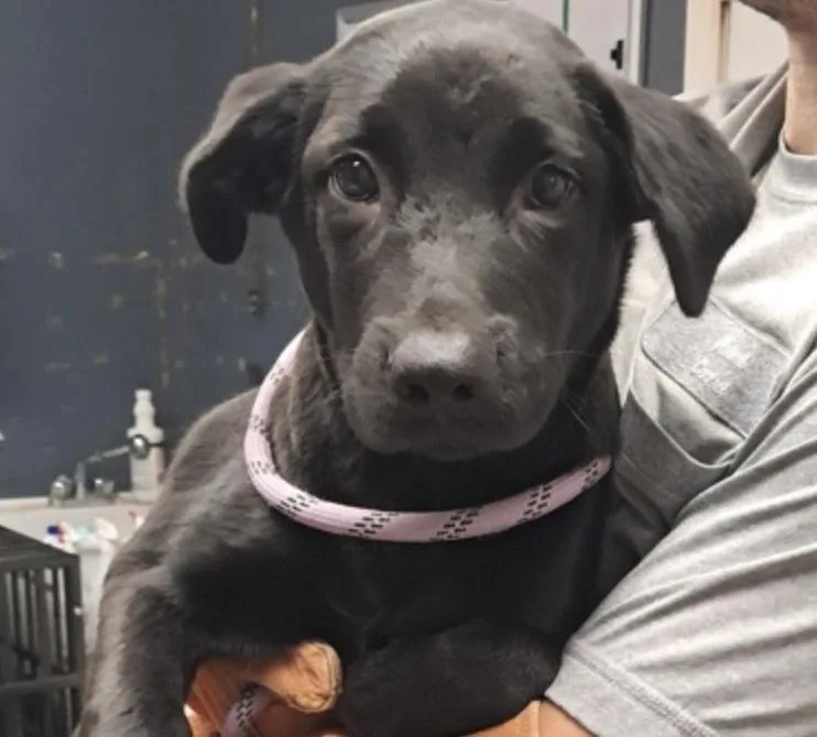 A baby medium-sized female Black Labrador Retriever dog named Roxy for adoption in Hollister, MO