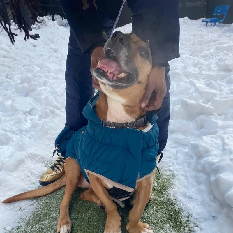 An adult large-sized female Brown / Chocolate Mixed Breed dog named Lola for adoption in Wantagh, NY