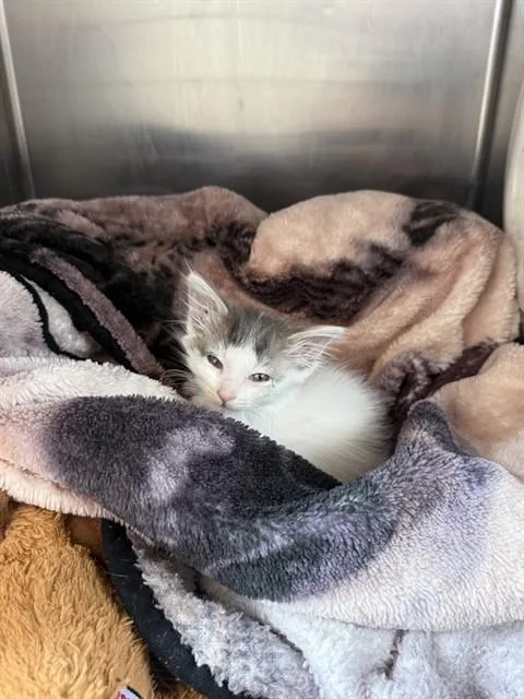 A baby small-sized female Domestic Short Hair cat named Sassy for adoption in San Jose, CA