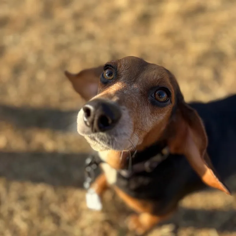 An adult small-sized female Beagle dog named Colette for adoption in Fairfax, VA