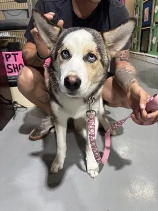 A young large-sized female Black Siberian Husky dog named Mazi for adoption in Harlingen, TX