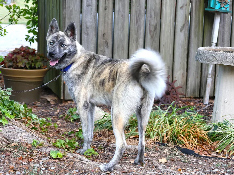 An adult medium-sized female Husky dog named Bridget for adoption in Humboldt, TN