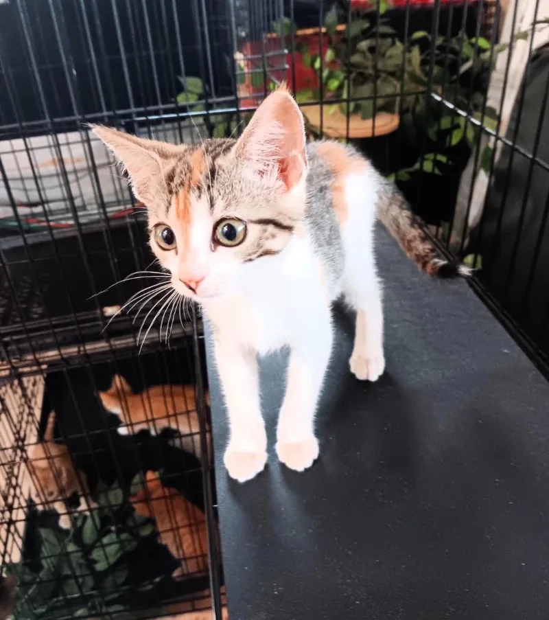 A baby medium-sized female Domestic Short Hair cat named Elsa for adoption in Marianna, FL