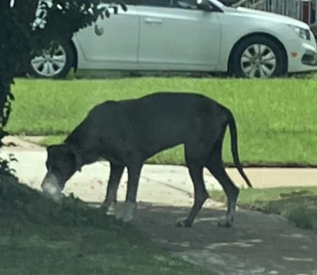 An adult extra large-sized male Mixed Breed dog named Thore for adoption in Dallas, TX