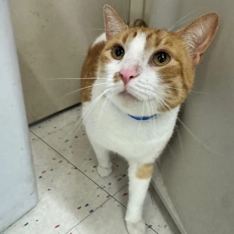 An adult large-sized male Orange / Red Domestic Short Hair cat named Colby for adoption in Hamburg, NY