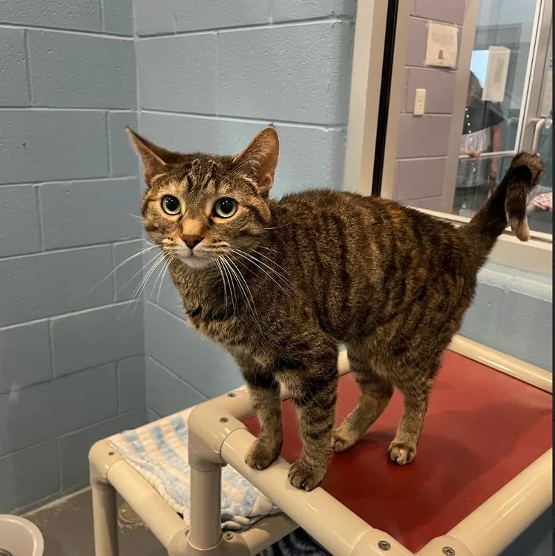 An adult medium-sized female Domestic Short Hair cat named Tip Tail for adoption in South Bend, IN