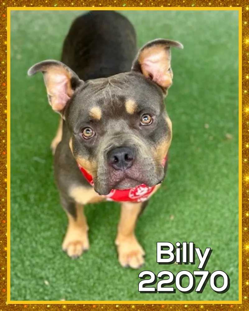 An adult large-sized male Tricolor (Brown, Black, & White) American Bully dog named Billy for adoption in Marietta, GA