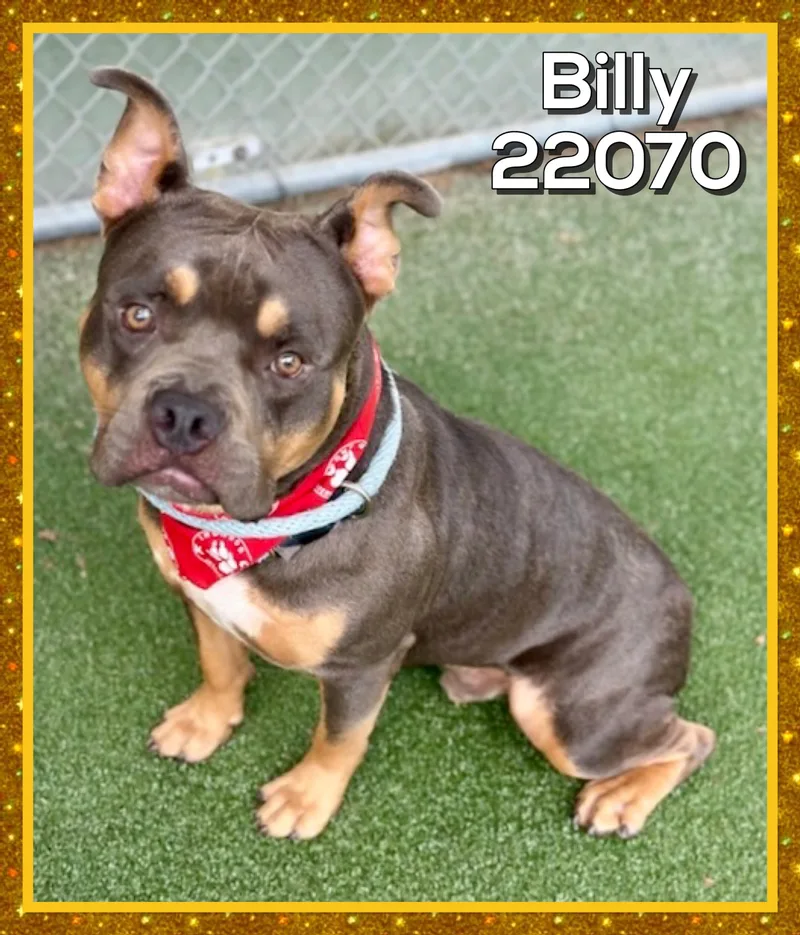 Billy thumbnail 3