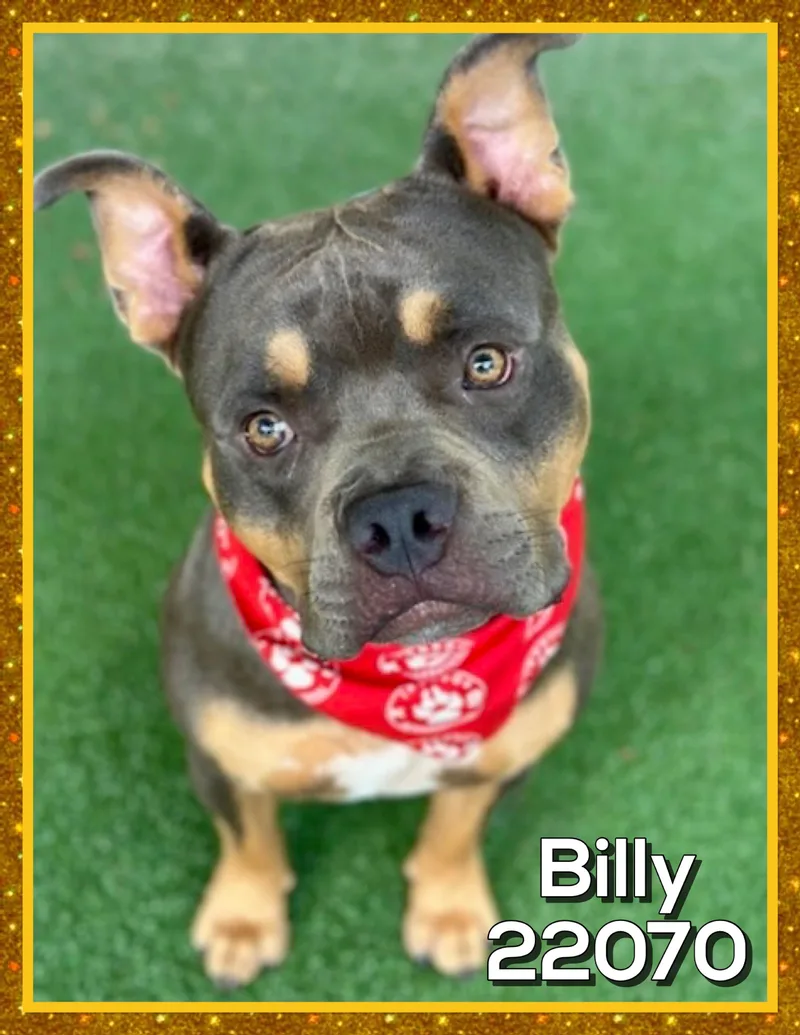 Billy thumbnail 4