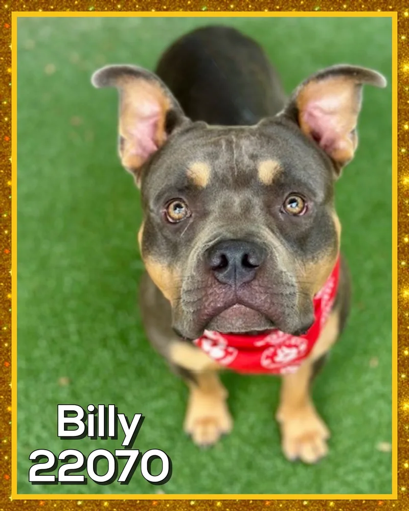 Billy thumbnail 5