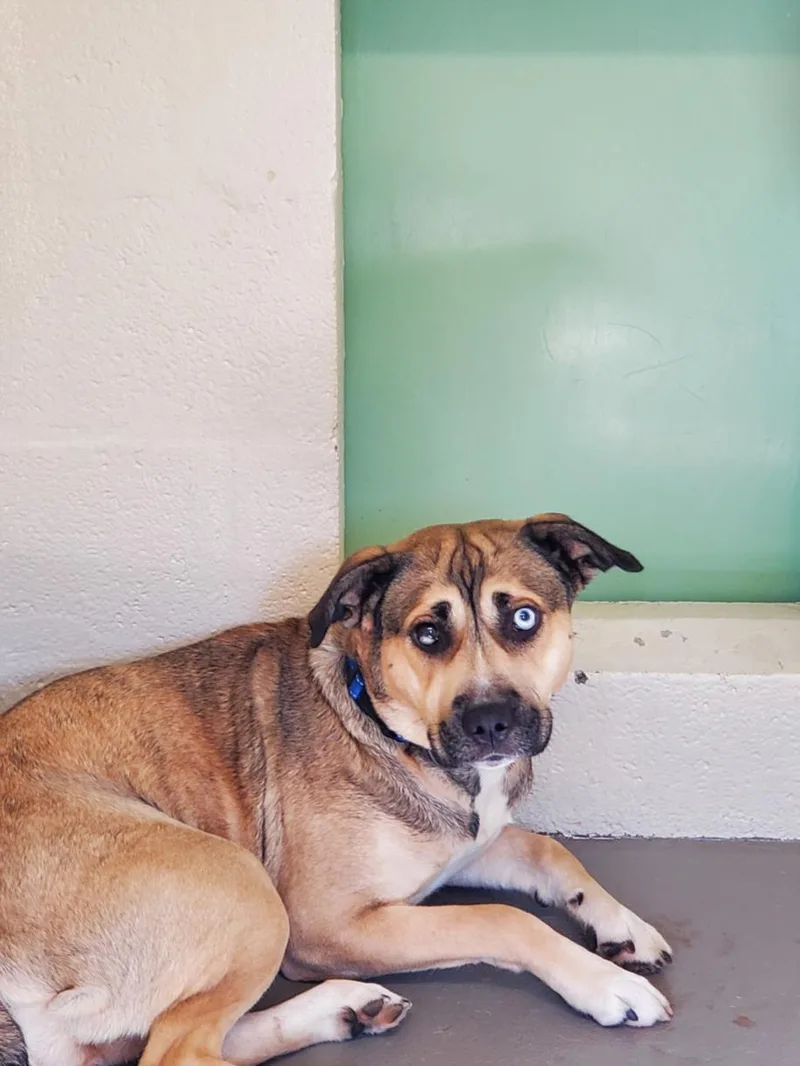 An adult large-sized female Pit Bull Terrier dog named Kora for adoption in Hagerstown, MD
