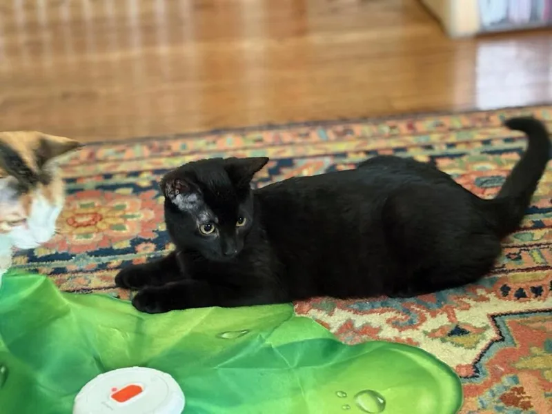 A baby small-sized male Domestic Short Hair cat named Waldo for adoption in Wilson, NC