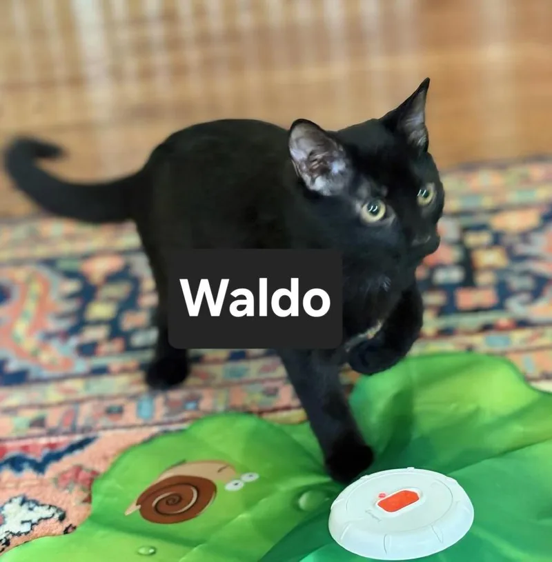 Waldo thumbnail 2
