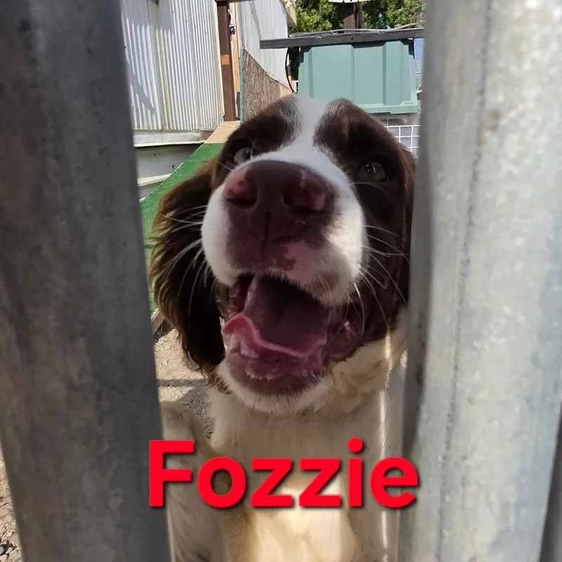 A baby medium-sized male White / Cream English Springer Spaniel dog named Fozzie for adoption in West Richland, WA