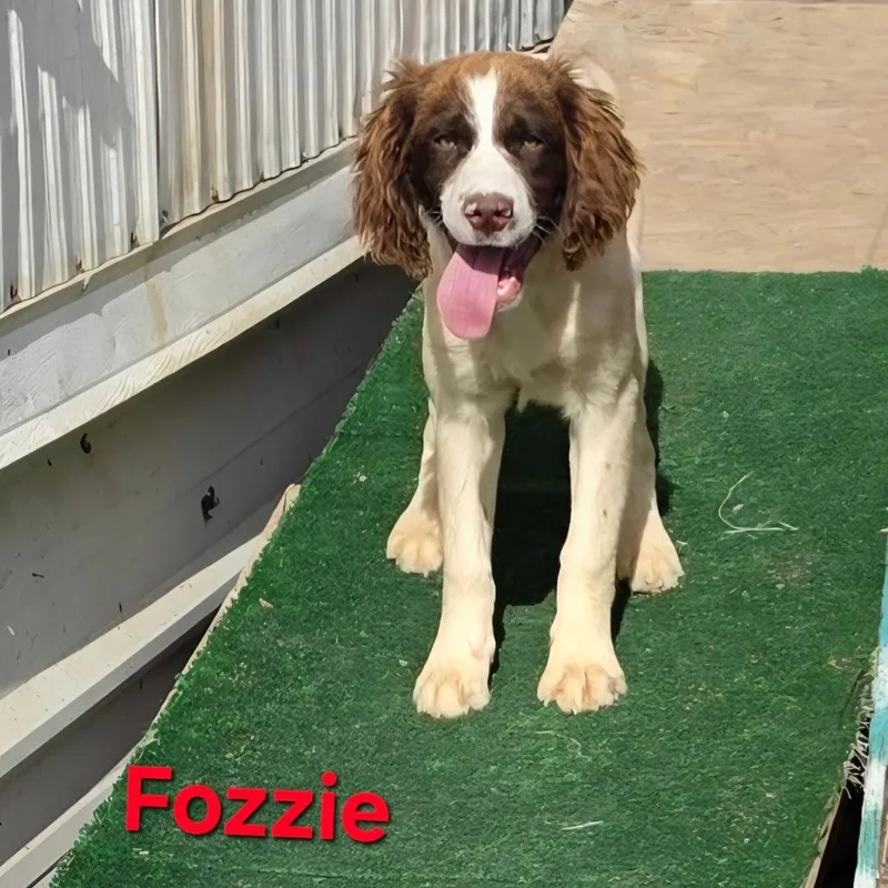 Fozzie thumbnail 2