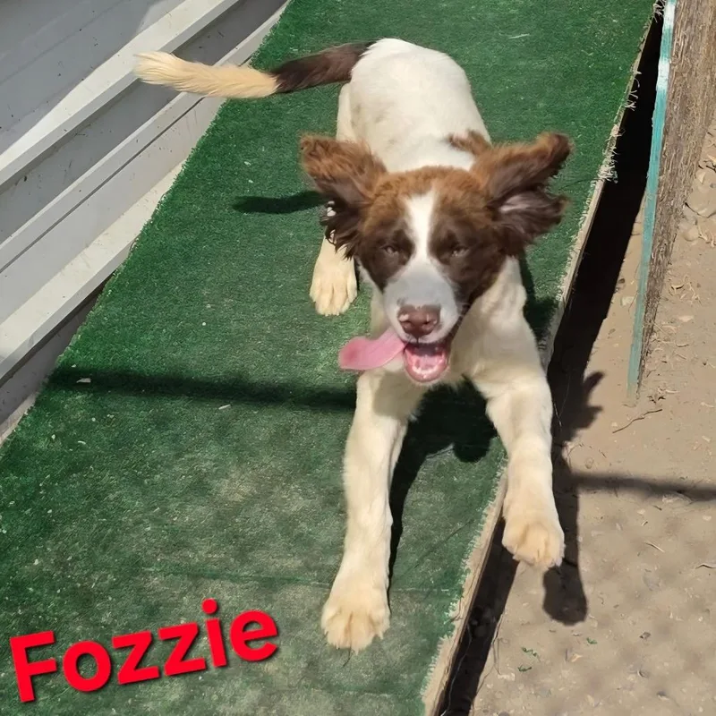 Fozzie thumbnail 3