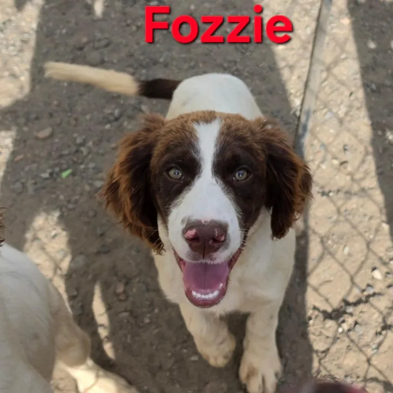 Fozzie thumbnail 4