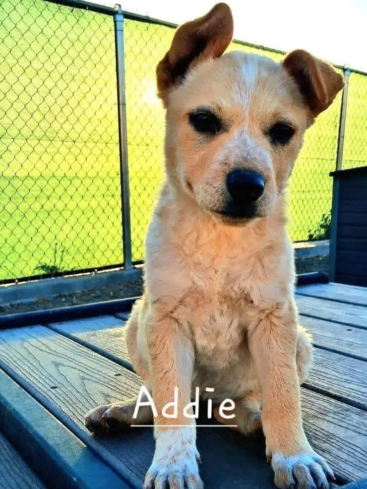 Addie