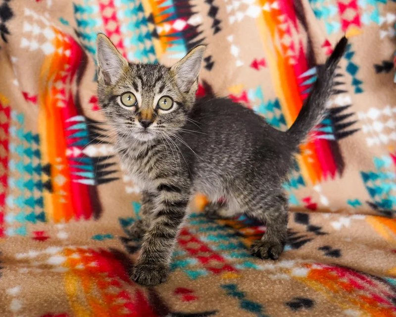 A young medium-sized male Tabby (Buff / Tan / Fawn) Domestic Short Hair cat named Ghoul for adoption in San Antonio, TX