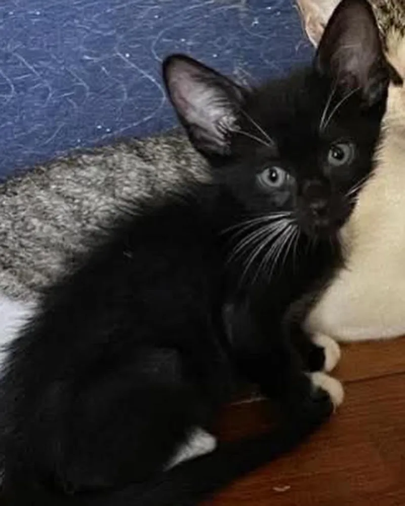 A baby medium-sized female Black & White / Tuxedo Domestic Short Hair cat named Hopper and Santini for adoption in Vernal, UT