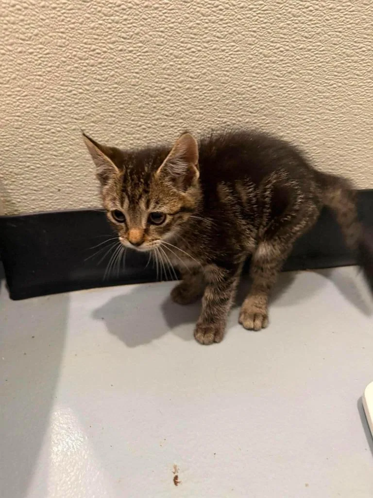 A baby medium-sized male Domestic Short Hair cat named T Litten for adoption in Ashland, WI