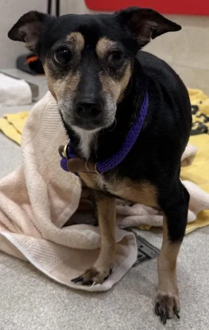 A senior small-sized female Terrier dog named Sophia for adoption in Honolulu, HI