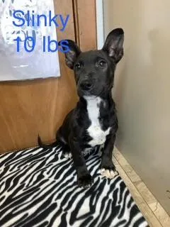 A baby small-sized male American Staffordshire Terrier dog named Slinky for adoption in Welling, OK