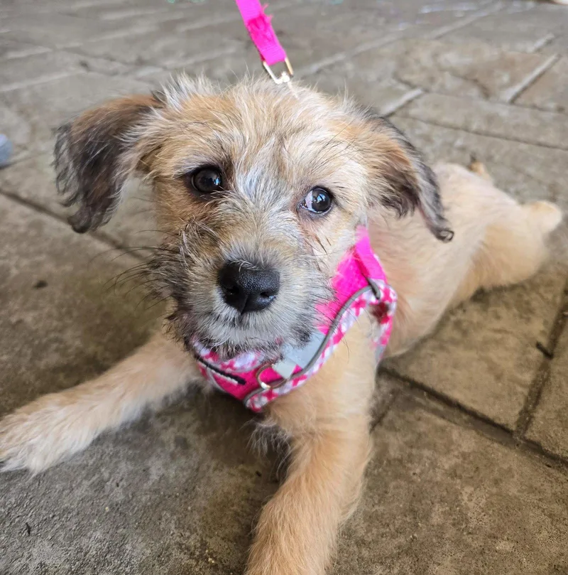 A baby medium-sized female Terrier dog named Tulip for adoption in Cliffwood, NJ