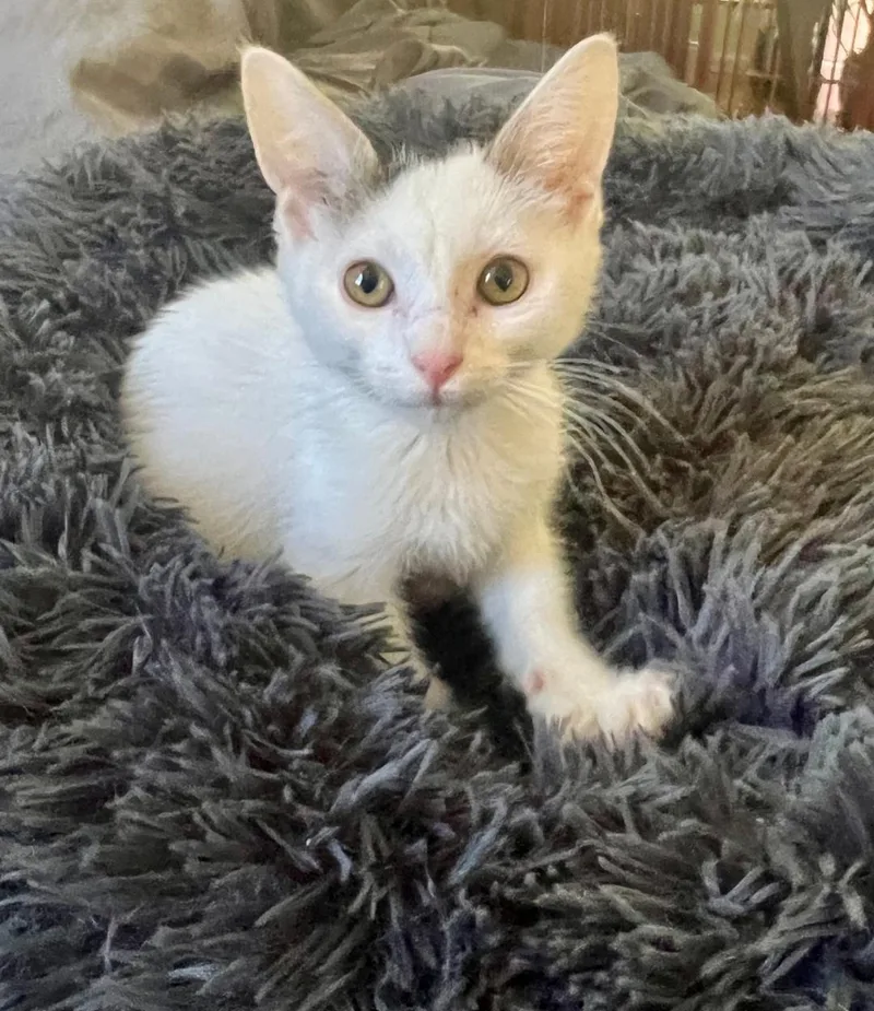A baby medium-sized female White Domestic Short Hair cat named Sunny for adoption in Las Vegas, NV
