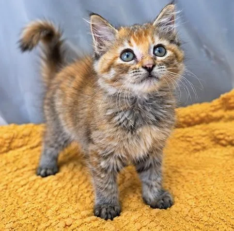 A baby medium-sized female Domestic Medium Hair cat named Fantasia for adoption in Foley, AL