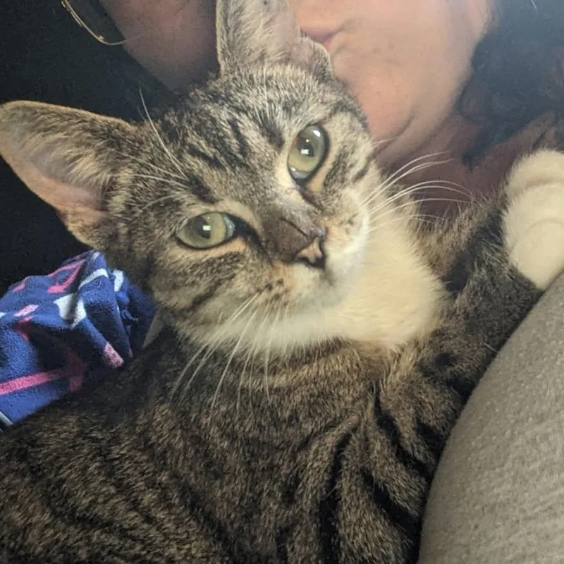 A young medium-sized female Tabby (Brown / Chocolate) Domestic Short Hair cat named Kiki for adoption in Logan, OH