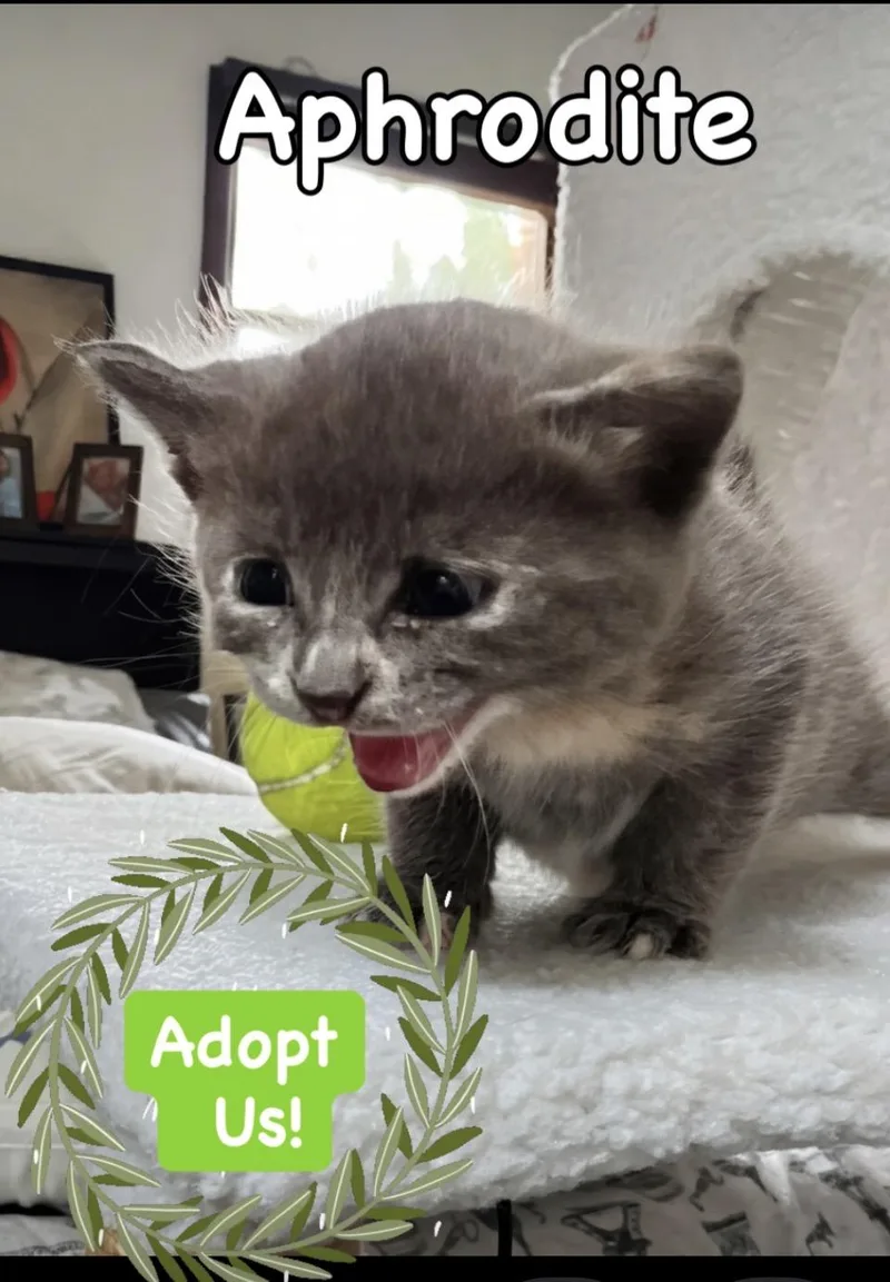 A baby small-sized female Gray & White Domestic Short Hair cat named Aphrodite for adoption in Syosset, NY