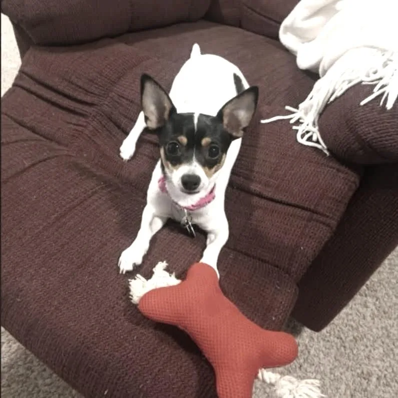 A baby small-sized female White / Cream Chihuahua dog named Blossom for adoption in Martinsburg, WV