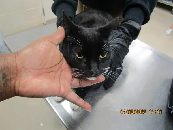 A senior medium-sized male Domestic Short Hair cat named Rufio for adoption in Marietta, GA