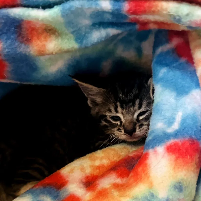 A baby small-sized male Brown / Chocolate Domestic Short Hair cat named Onyx for adoption in Houston, TX