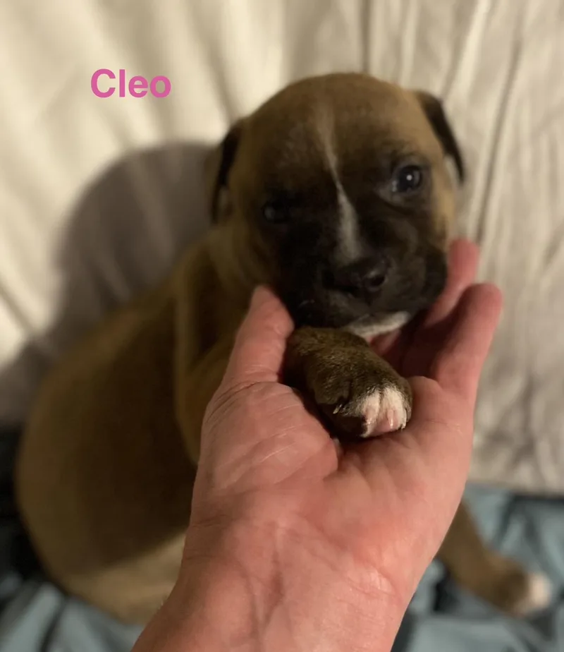 A baby medium-sized female Labrador Retriever dog named Cleo for adoption in Walker, LA