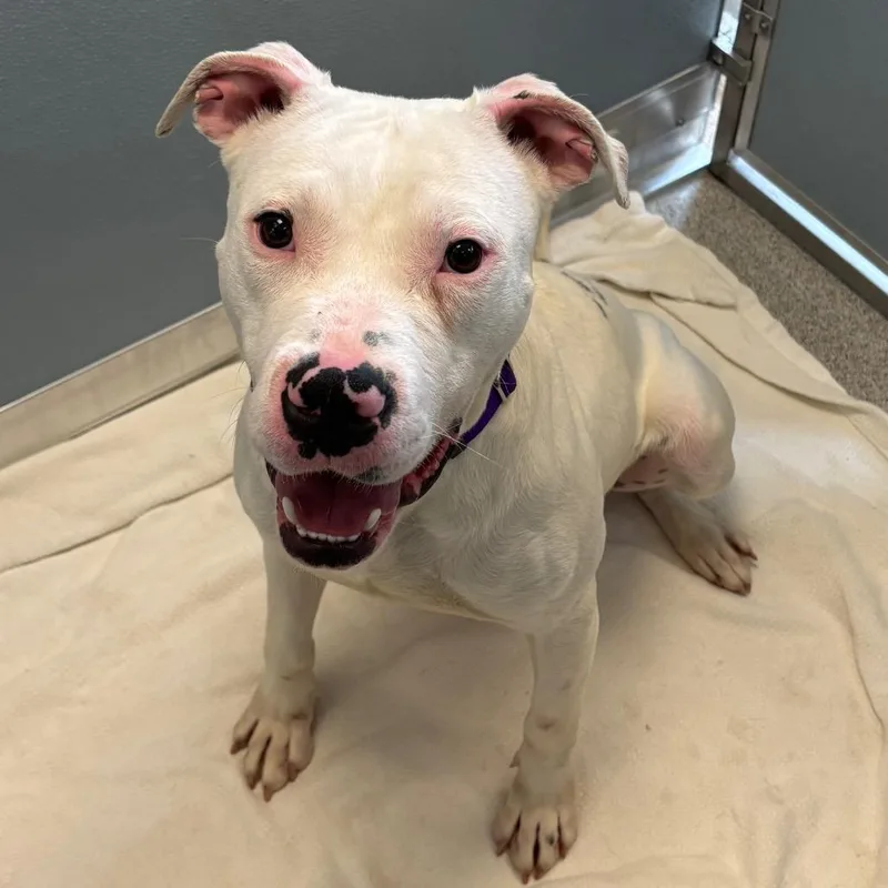 An adult medium-sized male White / Cream Mixed Breed dog named Ziggy for adoption in Naperville, IL