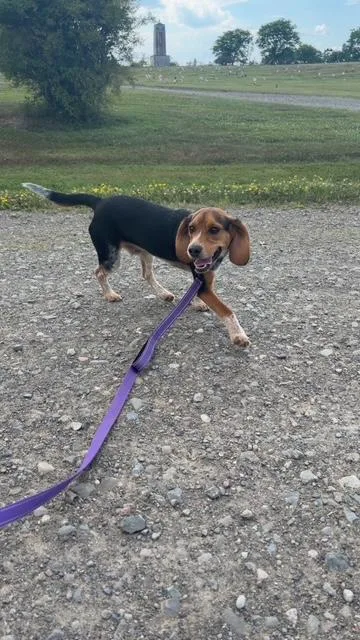 A baby small-sized male Bicolor Beagle dog named Tucker for adoption in Towanda, PA