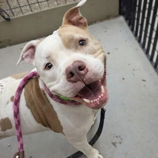 An adult medium-sized female Staffordshire Bull Terrier dog named Hope for adoption in Tucson, AZ