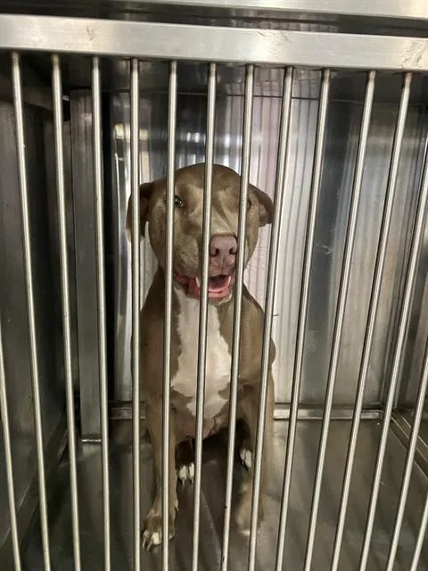 A young medium-sized female Mixed Breed dog named Bella for adoption in Dallas, TX