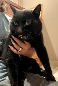 A young medium-sized male Black Domestic Short Hair cat named Bay for adoption in Anchorage, AK