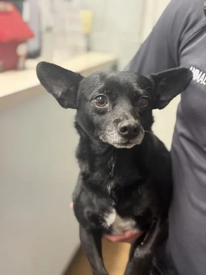 Chapparo thumbnail 2