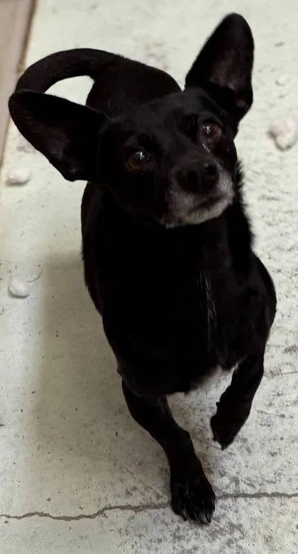 Chapparo thumbnail 3