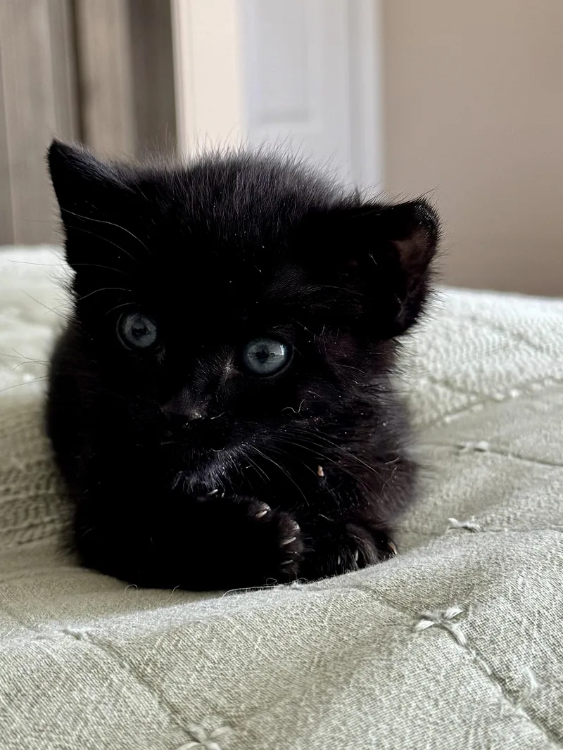 A baby small-sized female Domestic Short Hair cat named Rogue for adoption in Carlsbad, CA