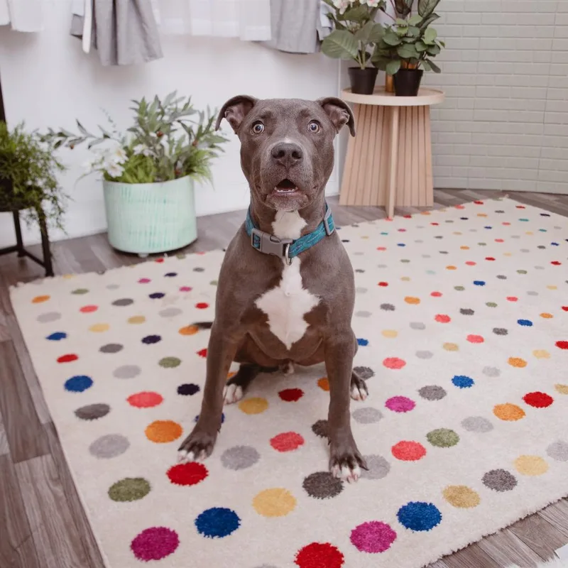 A young medium-sized male Pit Bull Terrier dog named Dimitri for adoption in Los Angeles, CA